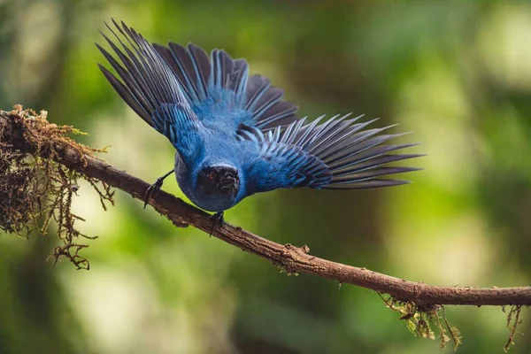 A close-up shot of a vibrant blue bird perched on a branch in the forests near Chopta.